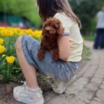 Junior-male-poodle-puppy-for-sale-3