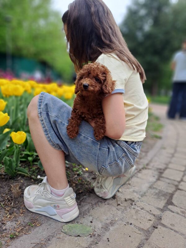 Junior Toy Poodle Junior Toy Poodle