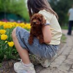 Junior-male-poodle-puppy-for-sale-4