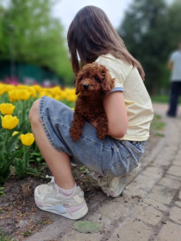 Junior Toy Poodle Junior Toy Poodle