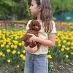 Junior-male-poodle-puppy-for-sale-5