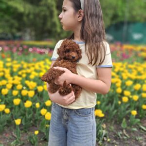 Junior Toy Poodle Junior Toy Poodle