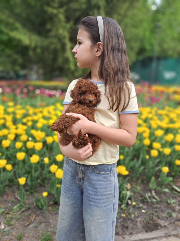 Junior Toy Poodle Junior Toy Poodle