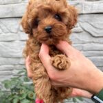 Kahlani-female-Maltipoo-puppy-for-sale-1