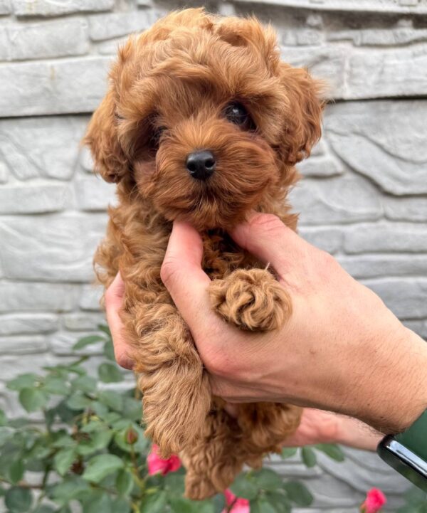 Kahlani Maltipoo Kahlani Maltipoo