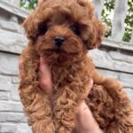 Kahlani-female-Maltipoo-puppy-for-sale-2
