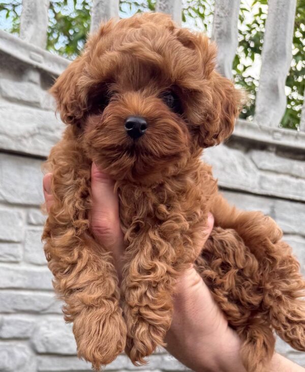 Kahlani Maltipoo Kahlani Maltipoo