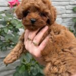 Kahlani-female-Maltipoo-puppy-for-sale-3