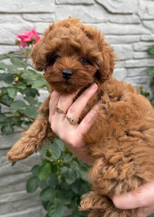 Kahlani Maltipoo Kahlani Maltipoo