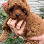 Kahlani-female-Maltipoo-puppy-for-sale-4