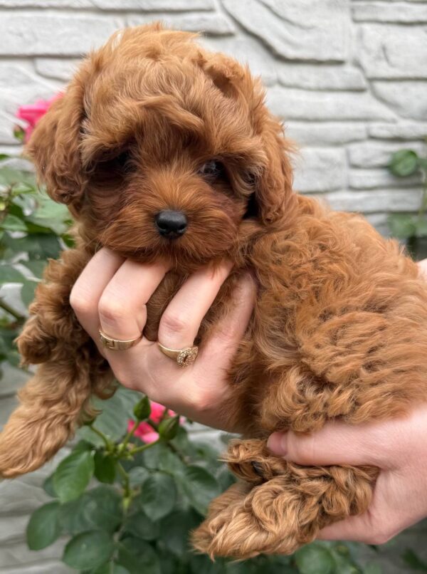 Kahlani Maltipoo Kahlani Maltipoo