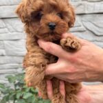 Kahlani-female-Maltipoo-puppy-for-sale-5