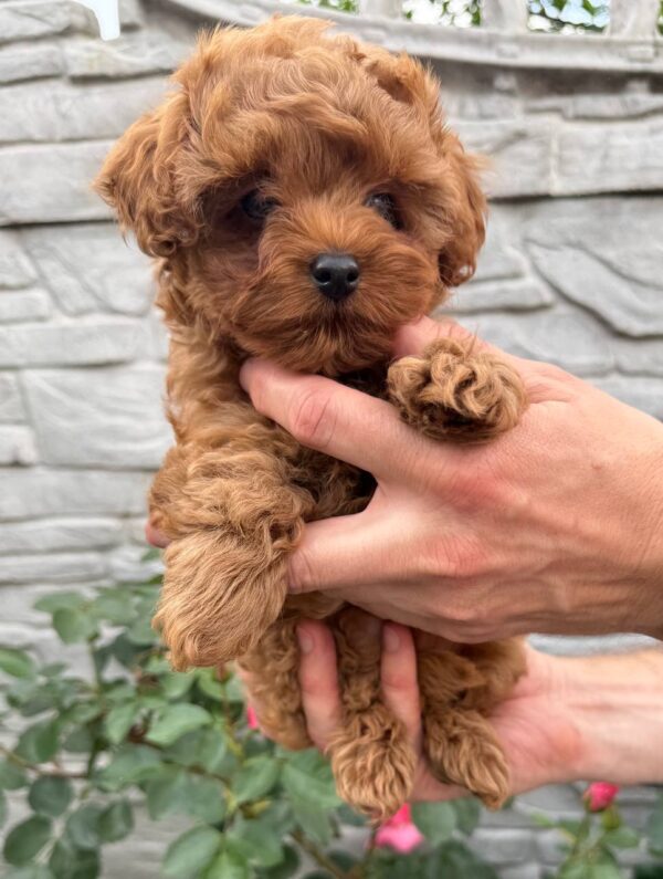Kahlani Maltipoo Kahlani Maltipoo