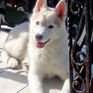 Kaia Siberian Husky Kaia Siberian Husky