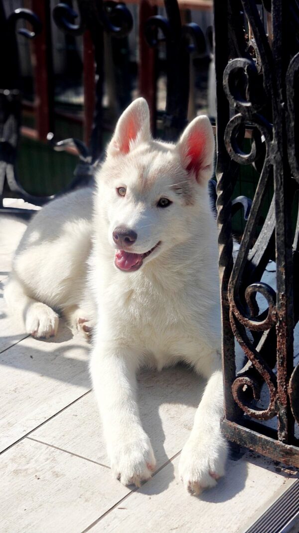 Kaia Siberian Husky Kaia Siberian Husky