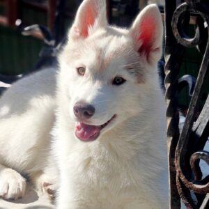 Kaia Siberian Husky Kaia Siberian Husky