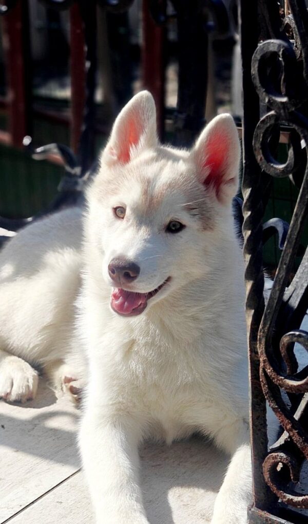 Kaia Siberian Husky Kaia Siberian Husky