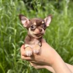 Kairo-male-Chihuahua-puppy-for sale-1