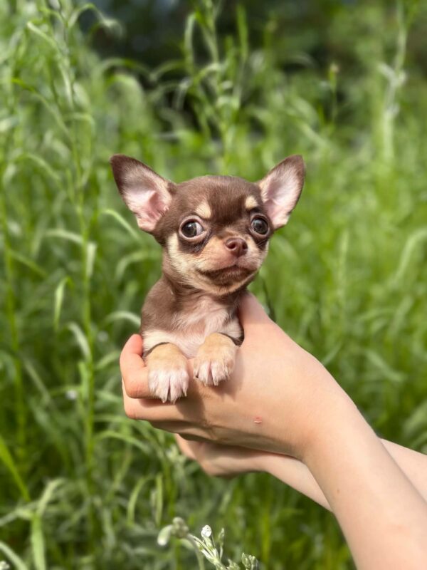 Kairo Chihuahua Kairo Chihuahua