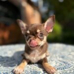 Kairo-male-Chihuahua-puppy-for sale-2