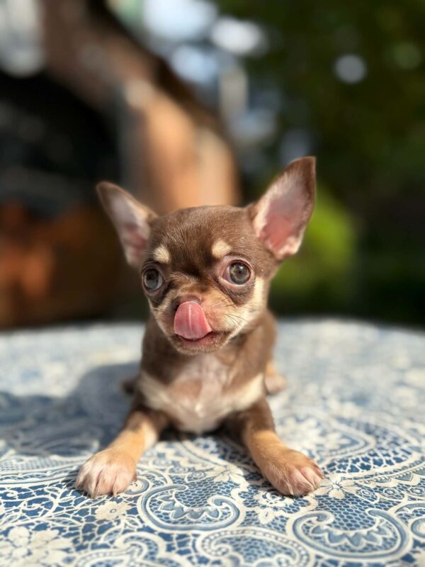 Kairo Chihuahua Kairo Chihuahua