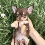 Kairo-male-Chihuahua-puppy-for sale-3