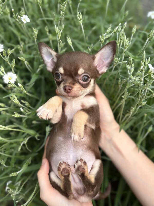Kairo Chihuahua Kairo Chihuahua