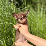 Kairo-male-Chihuahua-puppy-for sale-4