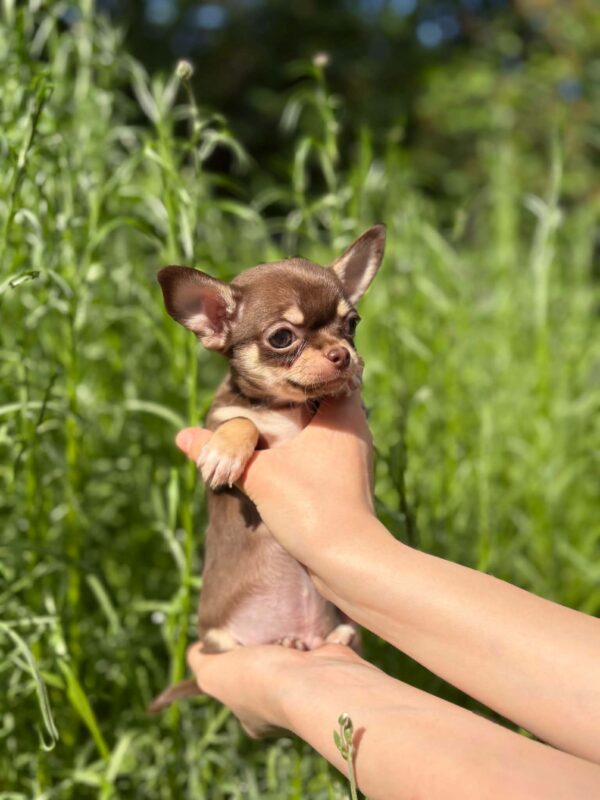 Kairo Chihuahua Kairo Chihuahua