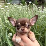 Kairo-male-Chihuahua-puppy-for sale-5