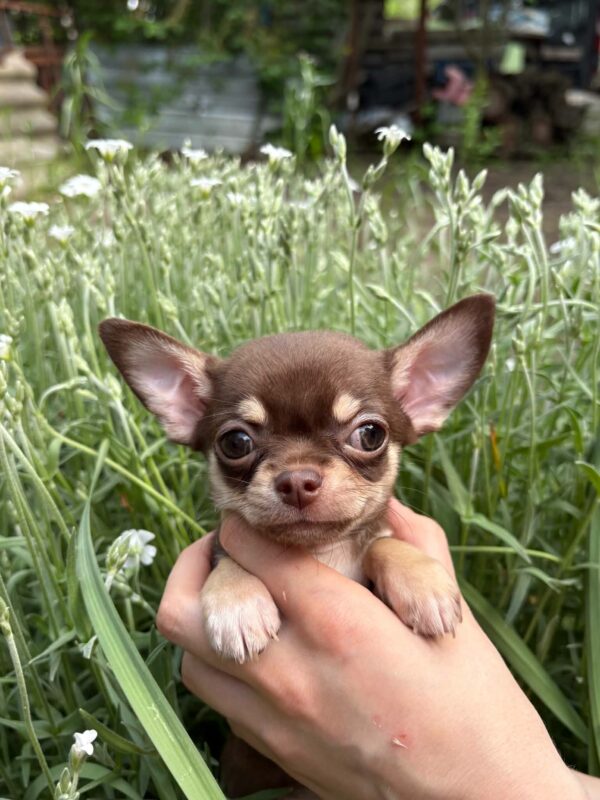 Kairo Chihuahua Kairo Chihuahua