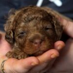 Kairo-male-Poodle-puppy-for-sale-1