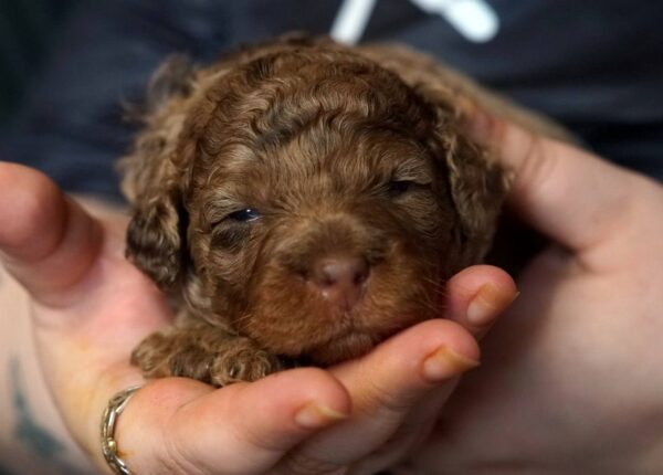 Kairo Toy Poodle Kairo Toy Poodle