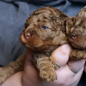 Kairo Toy Poodle Kairo Toy Poodle