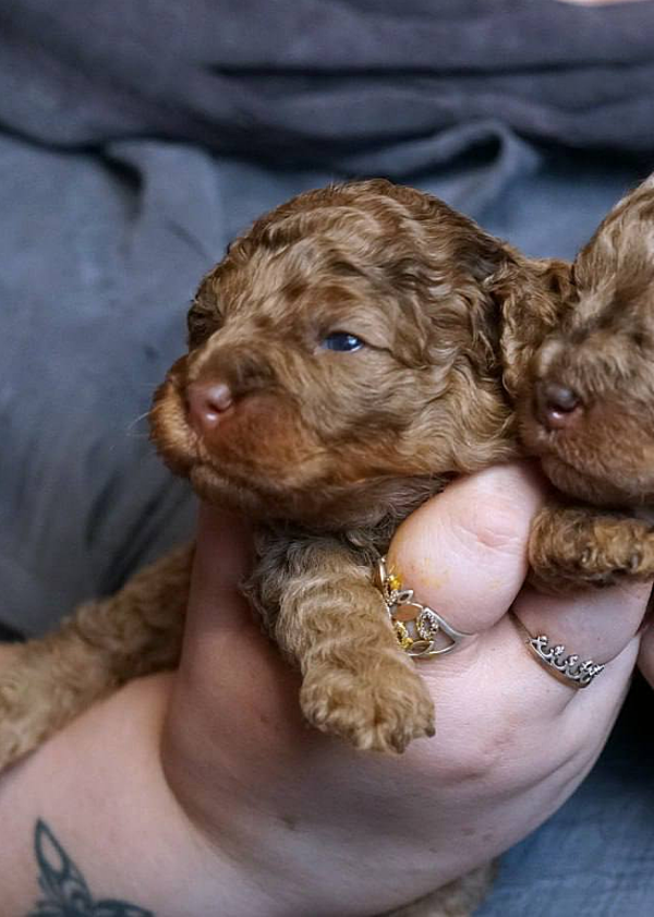 Kairo Toy Poodle Kairo Toy Poodle