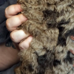 Kairo-male-Poodle-puppy-for-sale-3