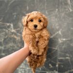 Kaiser-male-maltipoo-puppy-for-sale-1 (1)