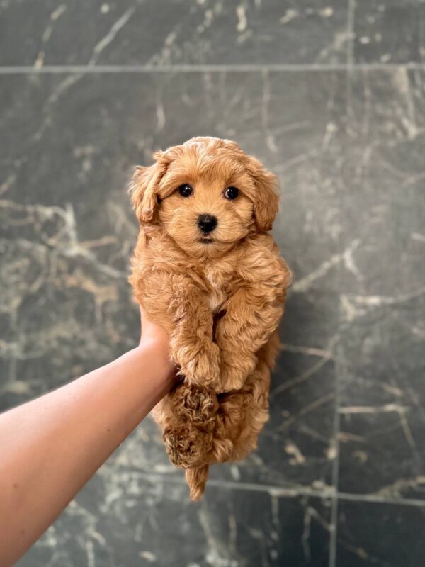 Kaiser Maltipoo Kaiser Maltipoo