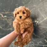 Kaiser-male-maltipoo-puppy-for-sale-1 (2)