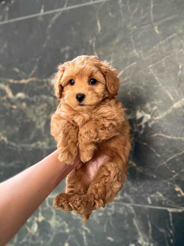 Kaiser Maltipoo Kaiser Maltipoo