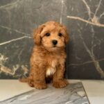 Kaiser-male-maltipoo-puppy-for-sale-1 (3)
