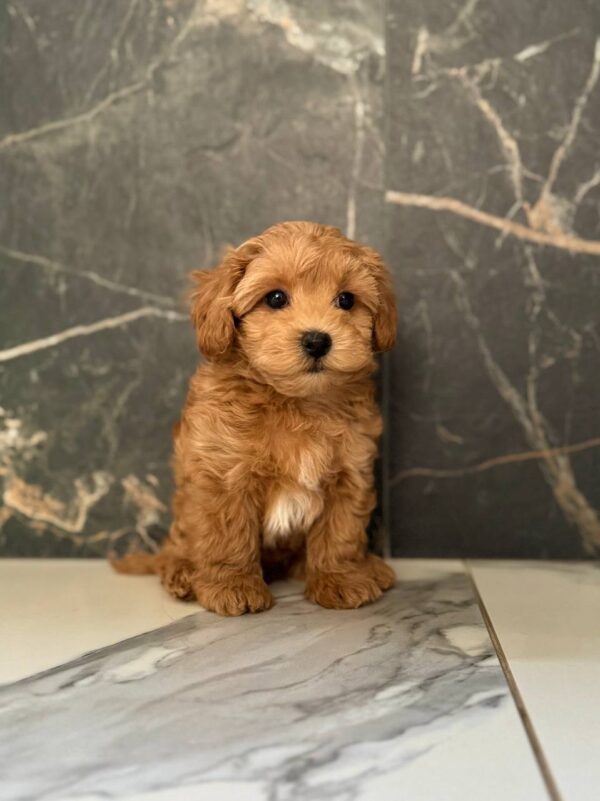 Kaiser Maltipoo Kaiser Maltipoo