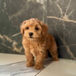 Kaiser-male-maltipoo-puppy-for-sale-1 (4)