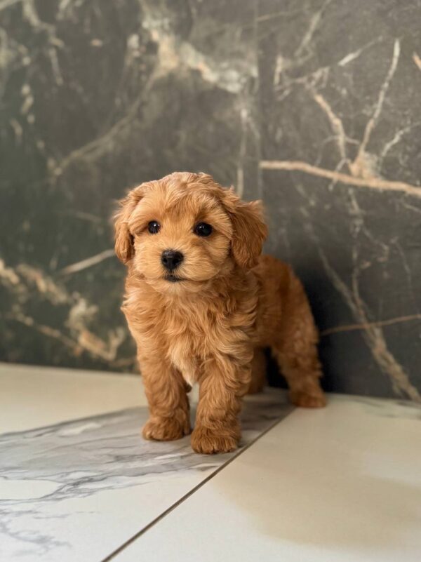 Kaiser Maltipoo Kaiser Maltipoo