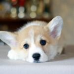 Kamelot-male-Corgi-puppy-for-sale-1