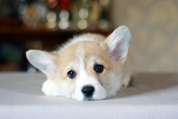 Kamelot Welsh Corgi Kamelot Welsh Corgi