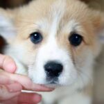 Kamelot-male-Corgi-puppy-for-sale-2