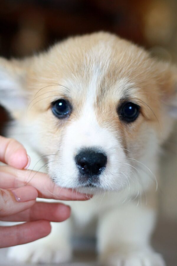 Kamelot Welsh Corgi Kamelot Welsh Corgi