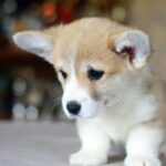 Kamelot-male-Corgi-puppy-for-sale-3