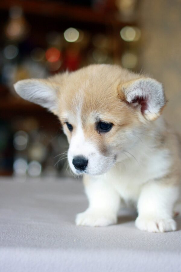 Kamelot Welsh Corgi Kamelot Welsh Corgi